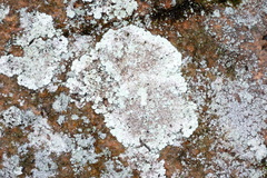 Lepraria normandinoides