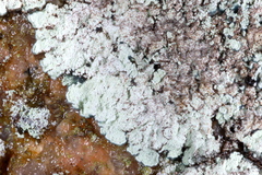 Lepraria normandinoides