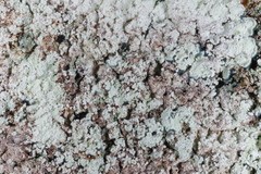 Lepraria normandinoides