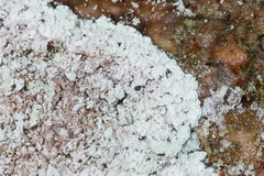 Lepraria normandinoides