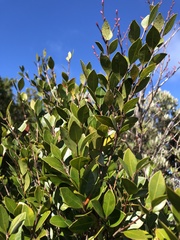 Syzygium elliptifolium