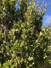 Syzygium elliptifolium