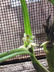 Scaphyglottis fasciculata