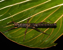Creoxylus