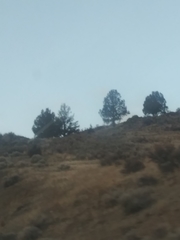 Juniperus occidentalis