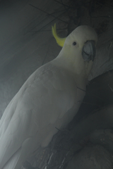 Cacatua galerita
