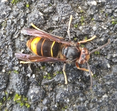 Vespa velutina nigrithorax