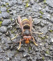 Vespa velutina nigrithorax