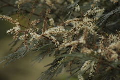 Parapiptadenia rigida