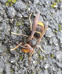 Vespa velutina nigrithorax