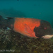 California Sheephead - Photo (c) victorbach, some rights reserved (CC BY-NC), uploaded by victorbach