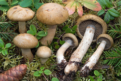 Cortinarius subtortus