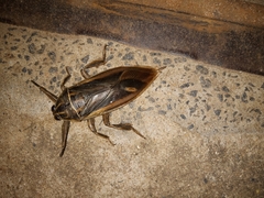 Lethocerus indicus