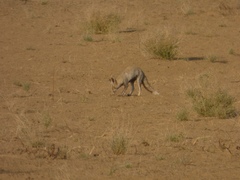 Vulpes vulpes pusilla