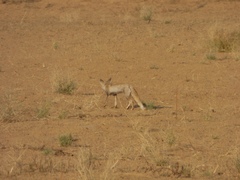 Vulpes vulpes pusilla