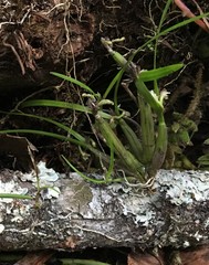 Scaphyglottis fasciculata