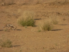 Vulpes vulpes pusilla