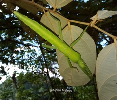 Platycrana viridana