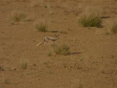 Vulpes vulpes pusilla