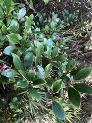 Ternstroemia gymnanthera