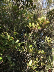 Ternstroemia gymnanthera