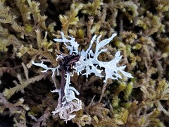 Ramalina subleptocarpha