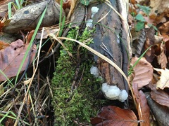 Exidia thuretiana