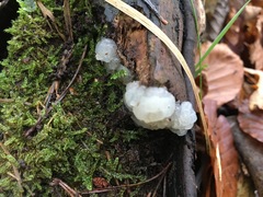 Exidia thuretiana
