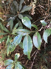 Ilex tugitakayamensis