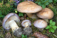 Phlegmacium balteatum