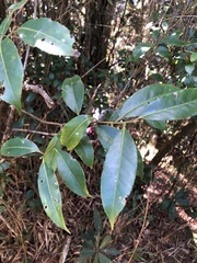 Ilex tugitakayamensis