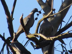 Columba palumbus