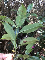 Ilex tugitakayamensis