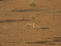 Vulpes vulpes pusilla