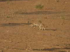 Vulpes vulpes pusilla