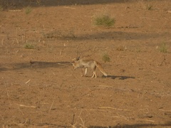 Vulpes vulpes pusilla