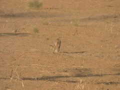 Vulpes vulpes pusilla