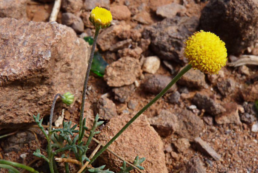 Otoglyphis pubescens