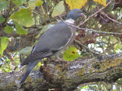 Columba palumbus