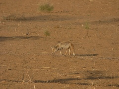 Vulpes vulpes pusilla