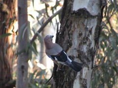 Garrulus glandarius
