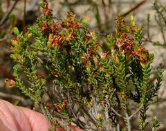 Passerina truncata