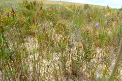 Passerina truncata