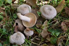 Lactarius glyciosmus