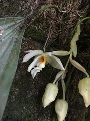 Stanhopea ruckeri