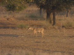 Boselaphus tragocamelus