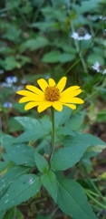 Heliopsis buphthalmoides