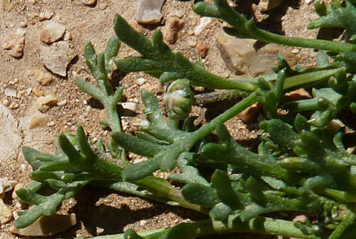 Otoglyphis pubescens image