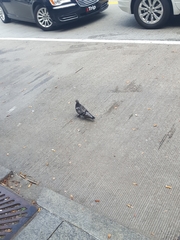 Columba livia domestica