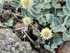 Pfaffia gnaphalioides